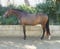 Annonce cheval