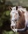 Annuncio cavallo
