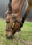 Horse ad