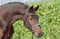 Annonce cheval