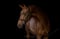 Horse ad