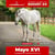 Paardadvertentie
