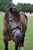 Annuncio cavallo