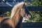 Annuncio cavallo