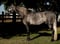 Horse ad