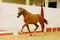 Annuncio cavallo