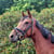 Annuncio cavallo
