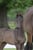 Horse ad