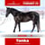 Horse ad