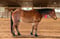 Horse ad