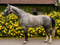 Annuncio cavallo