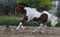 Annuncio cavallo
