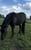 Horse ad