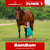 Paardadvertentie