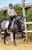 Annuncio cavallo