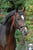 Horse ad