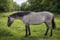 Annuncio cavallo