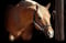 Horse ad
