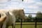 Horse ad