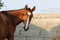 Horse ad