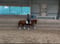 Horse ad