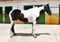Horse ad