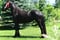 Annuncio cavallo