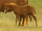 Horse ad