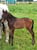 Annuncio cavallo