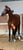 Horse ad
