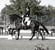 Horse ad