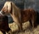 Horse ad