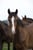 Horse ad