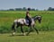 Horse ad