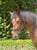 Annuncio cavallo