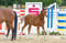 Paardadvertentie