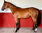 Annuncio cavallo