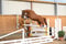 Annuncio cavallo