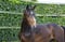 Annuncio cavallo