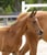 Horse ad