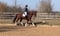 Annuncio cavallo