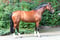 Annuncio cavallo
