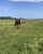 Horse ad