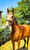 Horse ad