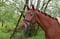 Anuncio de caballos