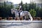 Annonce cheval