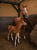 Horse ad