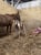 Horse ad