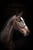 Annuncio cavallo