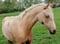 Annuncio cavallo